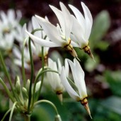 DODECATHEON_MEADIA_ALBUM_1 (1)